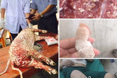 Phạt nặng các tài khoản đăng tin dịch tả lợn châu phi lây sang người