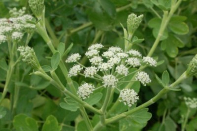 Cây Tiền hồ, Quy nam - Peucedanum decursivum (Miq) Maxim (Angelica decursiva (Miq) Fr. et. Sav.)