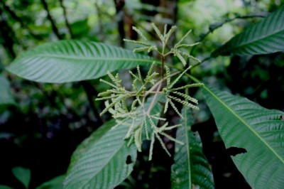 Cây Trường sơn, Chò, Dưỡng sơn - Greena corymbosa (Jack.) Schum, (Rondeletia corymbosa Jack G. jackii Wight et Arn)