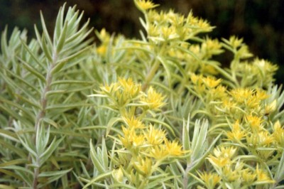 Cây Trường sinh lá tròn, Phật giáp thảo - Sedum lineare Thunb