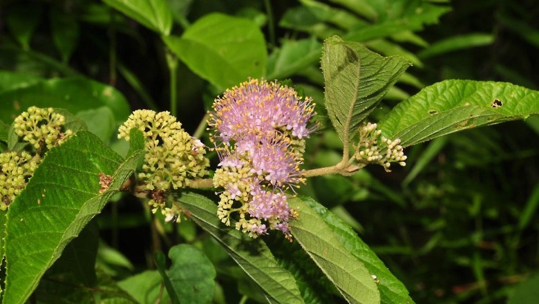 Cây Tử châu Ðài Loan, Ðỗ Hồng hoa - Callicarpa formosana Rolfe