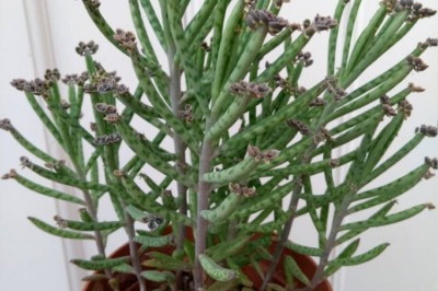 Cây Trường sinh rằn - Kalanchoe tubiflora (Harv.) Ham (Bryophyllum tubiflorum Harv.)