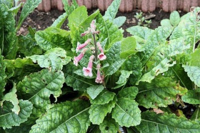 Cây Địa hoàng, thục địa và những bài thuốc chữa bệnh