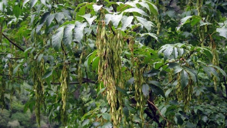 Cây Tu chanh - Fraxinus floribunda Wall