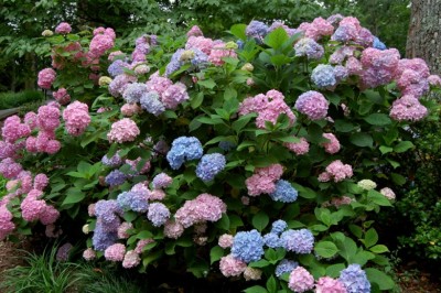 Cây Tú cầu, bát tiên, Học tăng xia - Hydrangea macrophylla (Thunb.) Ser ex DC
