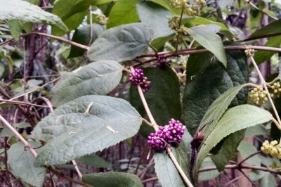 Cây Tử châu có cuống hoa - Callicarpa pedunculata R. Br