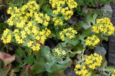 Cây Trường sinh muỗng. Trường sinh lá to - Kalanchoe spathulata (Poir) DC