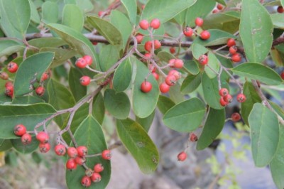 Cây Tuân tử lá mốc, lê hình - Cotoneaster glaucophyllus Franch