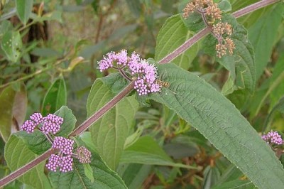 Cây Tử châu đỏ, Tu hú hồng, bọt ếch đỏ - Callicarpa rubella Lindl