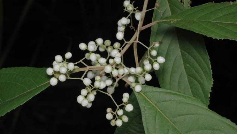 Cây Tử châu lá dài, Tu hú lá dài - Callicarpa longifolia Lam