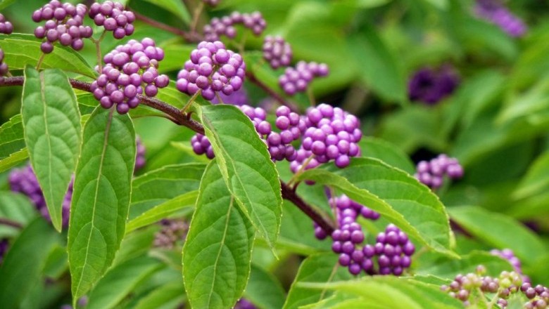 Cây Tử châu, Trâu châu phong - Callicarpa bodinieri Lévl (C giraddiana Hesse var subcanescens Rehd)