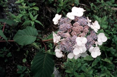 Cây Tú cầu ráp - Hydrangea strigosa Rehd (H. aspera Don ssp, strigosa (Rehd.) McClint)