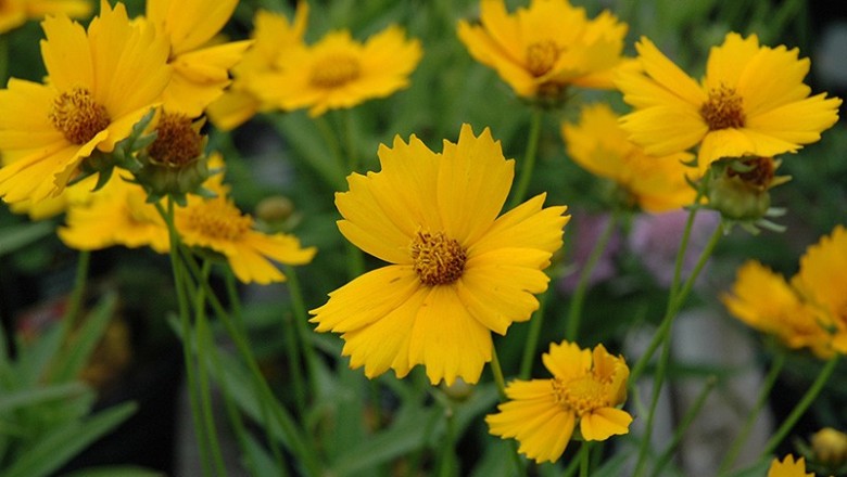 Cây Trừ trùng cúc, Kim kê cúc lá mác, Cúc nghệ nâu, Duyên cúc - Coreopsis lanceolata L