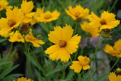 Cây Trừ trùng cúc, Kim kê cúc lá mác, Cúc nghệ nâu, Duyên cúc - Coreopsis lanceolata L