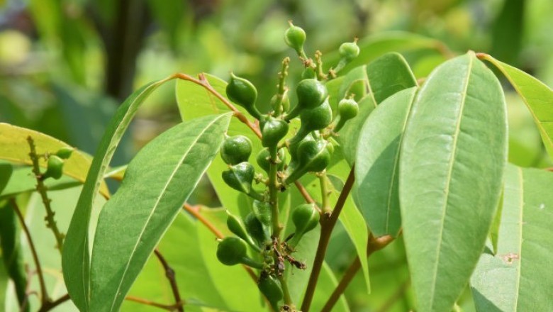 Cây Trường nước, Trái trường, Nây - Michocarpus sundaicus Blunne