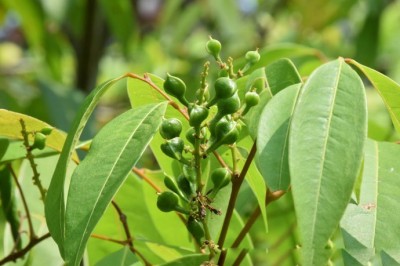 Cây Trường nước, Trái trường, Nây - Michocarpus sundaicus Blunne