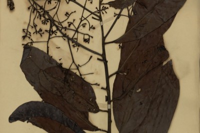 Cây Trọng đũa lá trang - Ardisia ixoraefolia Pit