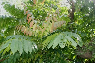 Cây Trường mật, Bầu mít, Sâng, Mấc kẹn - Pometia pinnata J. et G. Forster