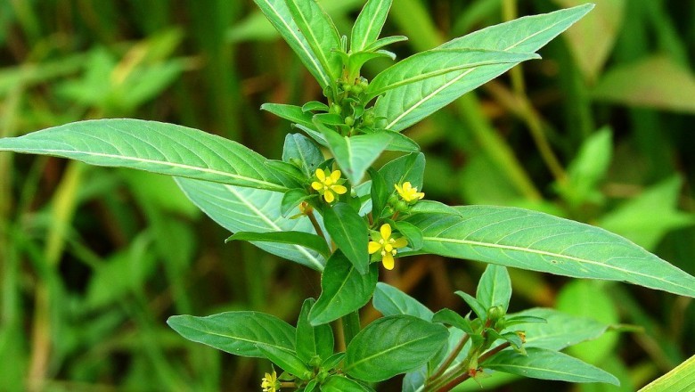 Cây dược liệu cây Rau mương đất, rau mương nằm - Ludwigia prostrata Roxb