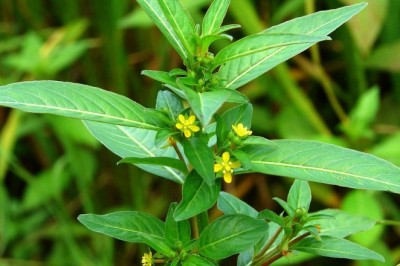 Cây dược liệu cây Rau mương đất, rau mương nằm - Ludwigia prostrata Roxb