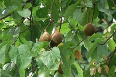 Cây Trôm quạt, Trôm, Bảy thưa, Mai - Sterculia hypochra Pierre