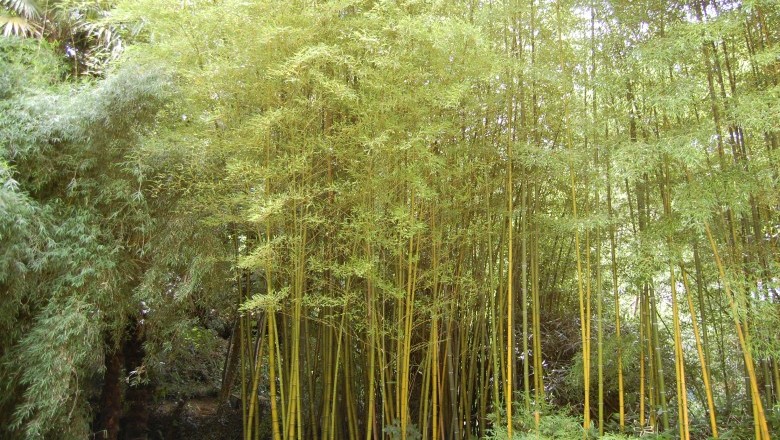 Cây Trúc sào, Tre xiêm, Trúc lông - Phyllostachys pubescens Mazel ex Houz de Lehaie