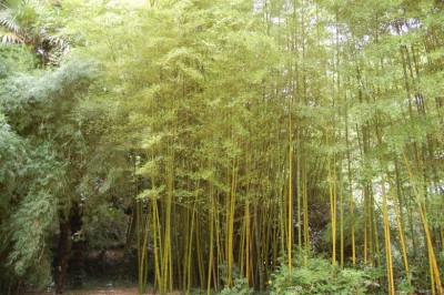 Cây Trúc sào, Tre xiêm, Trúc lông - Phyllostachys pubescens Mazel ex Houz de Lehaie
