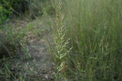 Cây Trúc thảo Nêpan, Cỏ xương cá lông cứng - Arundinella nepalensis Trin (A. hispida Hook. f.)