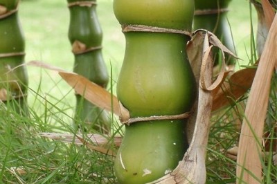 Cây Trúc Phật, Trúc bụng Phật, Trúc đùi gà, Tre ống điếu- Bambusa ventricosa McClure