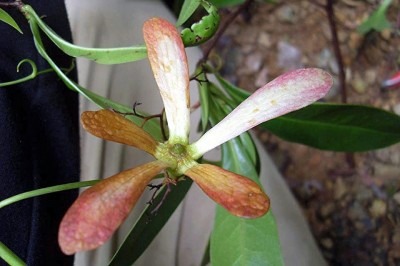 Cây Trung quân - Ancistrocladus tectorius (Lour.) Merr