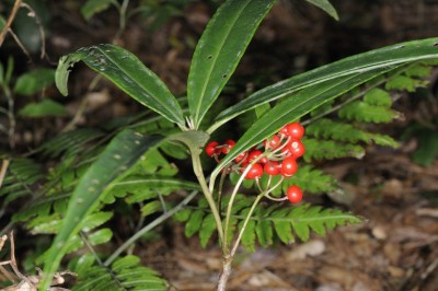 Cây Trọng đũa nhăn, Cơm nguội nhăn - Ardisia crispa (Thunb.) A. DC