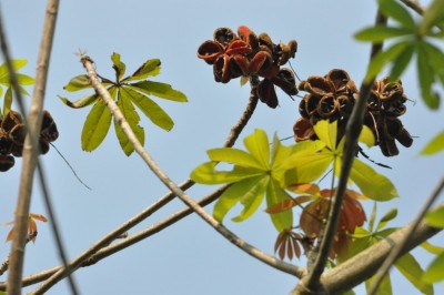 Cây Trôm đơn, Trôm hoe - Sterculai pexa Pierre