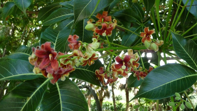 Cây Trôm, trôm hôi - Sterculia foetida L