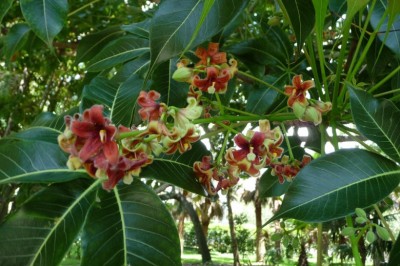 Cây Trôm, trôm hôi - Sterculia foetida L