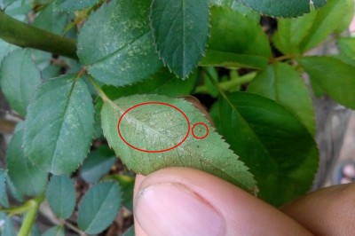 Cách chữa tận gốc bệnh phấn trắng trên cây hoa hồng