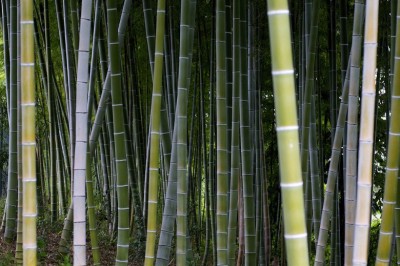 Cây Truck cứng, Tre diệp vĩ, Tre đắng, Cương trúc - Phyllostachys bambusoides Sieb. et Zucc