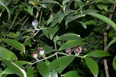 Cây Truck bách, Kim giao tràng định- Podocarpus nagi (Thunb.) Zoll. et Mor