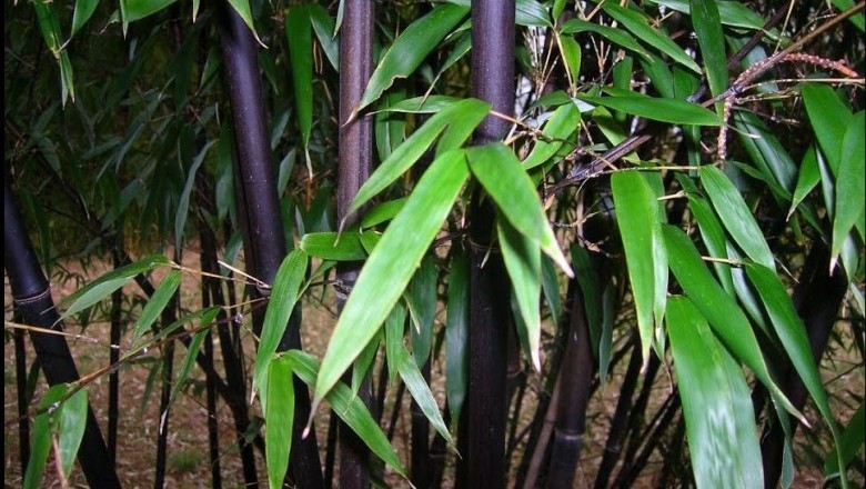 Cây Trúc đen, trúc tím, Tử trúc - Phyllostachys nigra (Lodd.), Munro