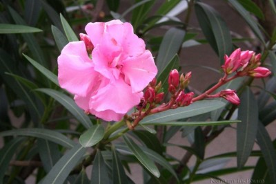 Cây Trúc đào thơm, Bông trúc đào - Nerium indicum Mill. (N. odoum Soland.)