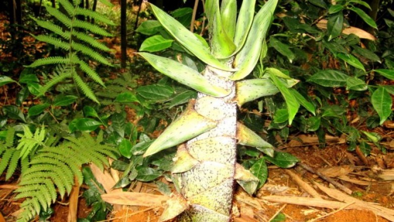 Cây Trúc đốt lớn, Trúc hoa mập. Tre giàng - Indosasa crassiflora MeClure