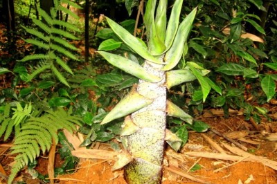 Cây Trúc đốt lớn, Trúc hoa mập. Tre giàng - Indosasa crassiflora MeClure