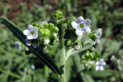 Cây Tro buồn, Lo buồn - Cynoglossum lanceolatum Forssk