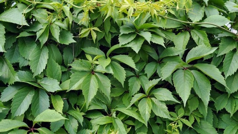 Cây Trinh đằng chân- Parthenocissus pedata Gagnep