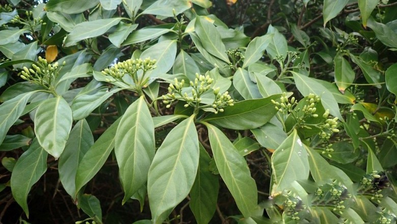 Cây Trèn thon - Tarenna attenuata (Voigt) Hutch