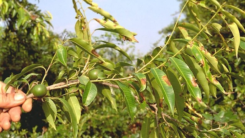 Cây Trao tráo, Sòi tía - Excoecaria indica (Willd.) Muell. - Arg. (Sapium indicum Willd.)