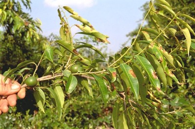 Cây Trao tráo, Sòi tía - Excoecaria indica (Willd.) Muell. - Arg. (Sapium indicum Willd.)