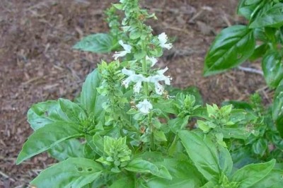 Cây dược liệu cây Trà tiên, Hương thảo - Ocimum basilicum L., var. pilosum (Willd.) Benth