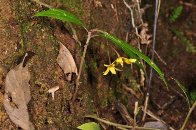 Cây Trân châu Sikok - Lysimachia sikokiana Miq