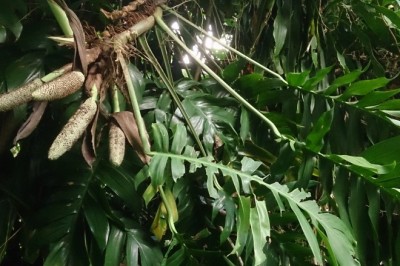 Cây Trầu bà vàng, Dây vạn niên thanh - Epipremnum pinnatum (L.) Engl cv. aureum. Nichols. (Scindapsus aureus (Lind. et André) Engl.)