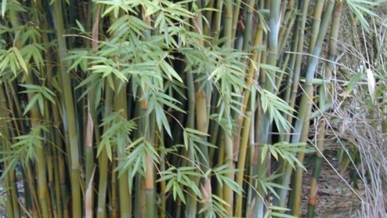 Cây Tre sợi - Bambusa textilis McClure
